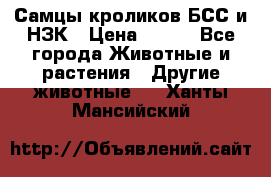 Самцы кроликов БСС и НЗК › Цена ­ 400 - Все города Животные и растения » Другие животные   . Ханты-Мансийский